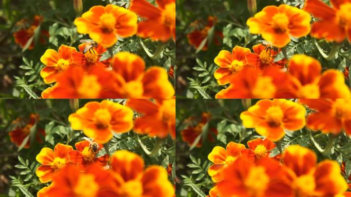 蜜蜂采蜜起飞慢动作升格240帧昆虫时间