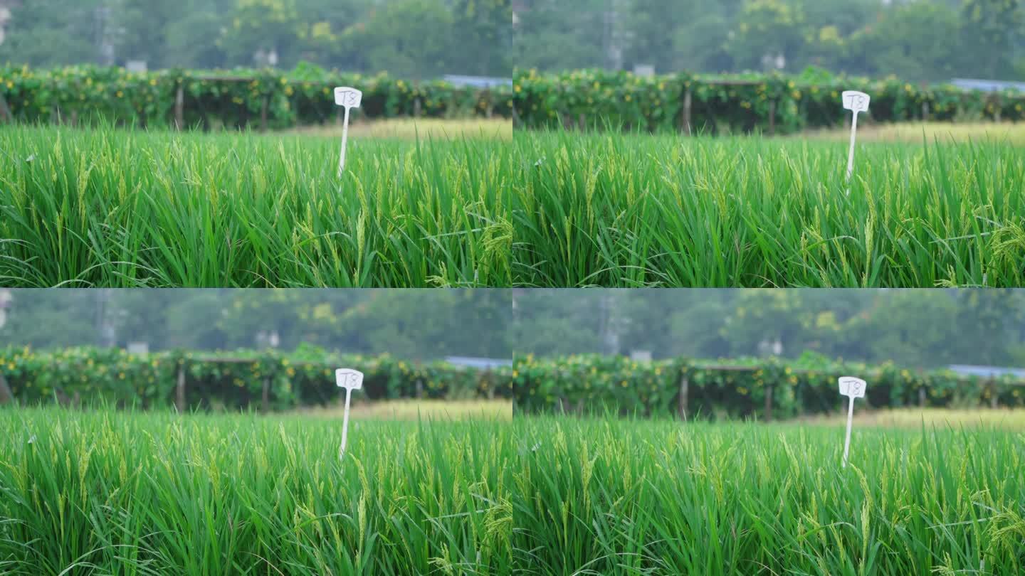 下雨天空镜头 大自然 淅淅沥沥小雨 农田