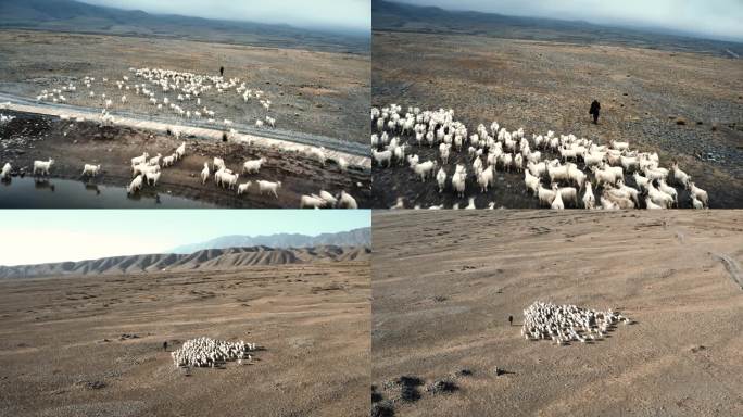 【4K】西北高原牧民赶羊