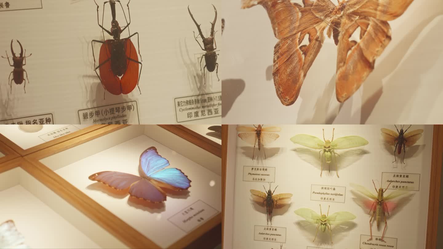蝴蝶昆虫标本