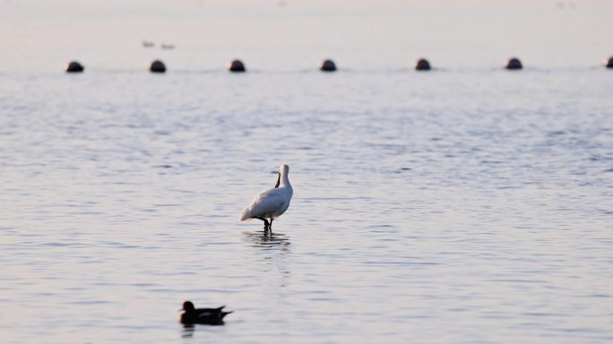 4k深圳湾的黑脸琵鹭白鹭