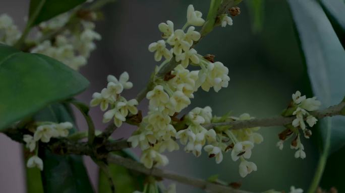 桂花素材（8k)