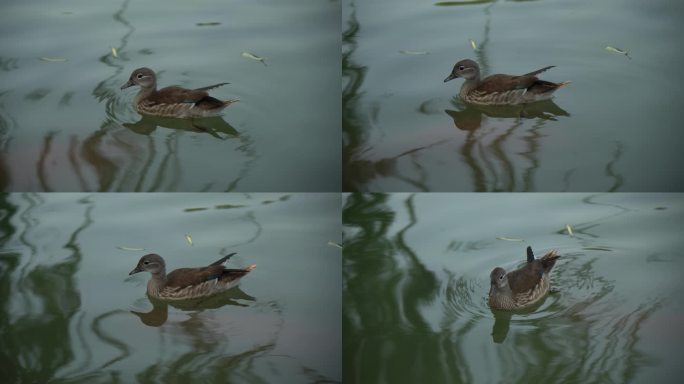 湖中游泳的野鸭