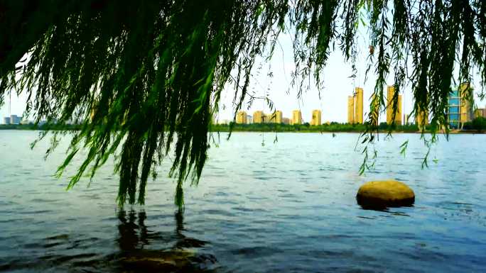 4K清晨湖边的垂柳丝公园柳枝垂柳