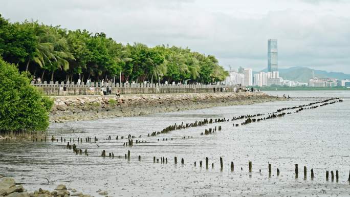 【正版素材】深圳湾滩涂6154