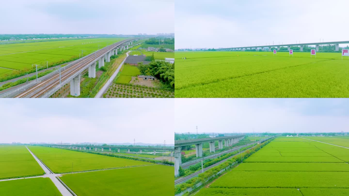 眉山永丰村高铁旁稻田