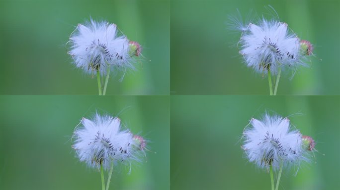 野茼蒿花