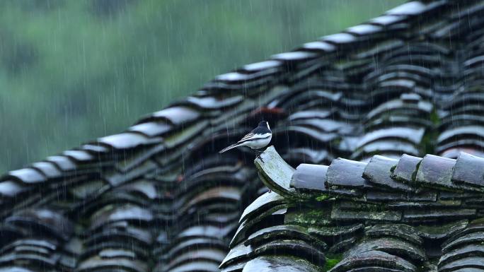雨中瓦屋上的白鹡鸰鸟