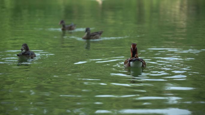 湖中成群的野鸭