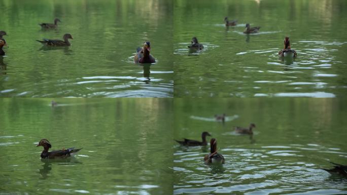 湖中成群的野鸭