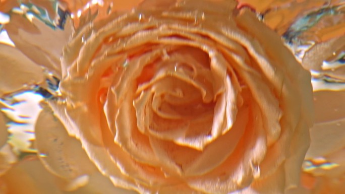 玫瑰花砸到水里