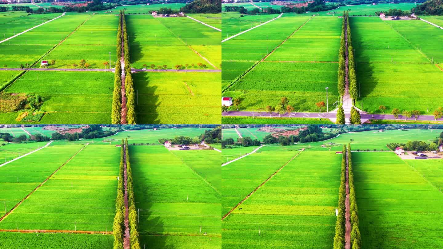 浙江临海市小芝，田园风光，有稻田和村庄