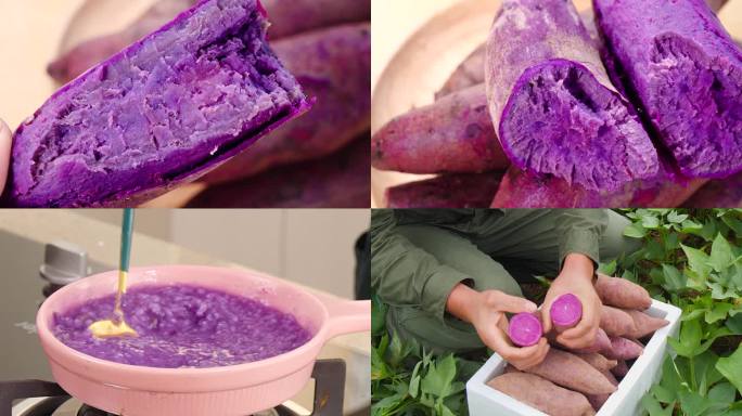 粉糯紫薯 紫薯泥