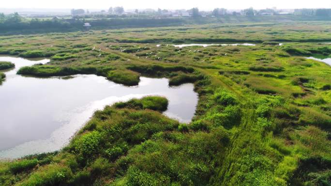 河滩 湿地 植被 沼泽地 航拍 4K