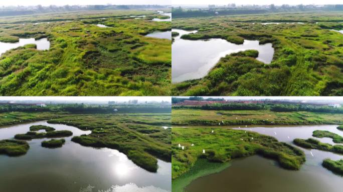 河滩 湿地 植被 沼泽地 航拍 4K
