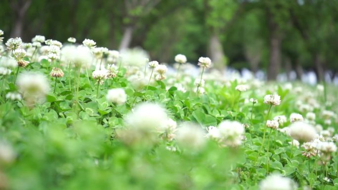 树叶阳光草地花朵唯美写意绿化空镜素材