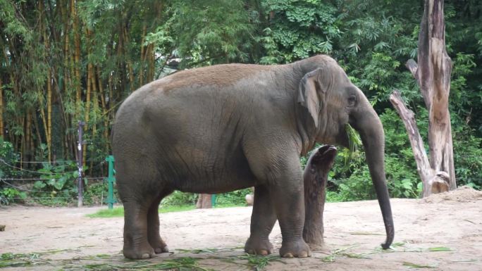 长隆野生动物园大象吃草