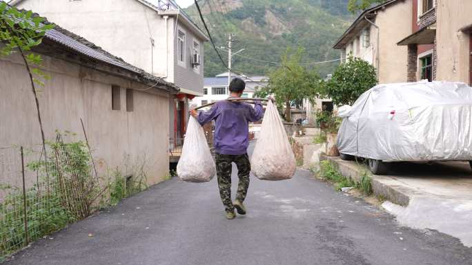 山核桃采收挑山核桃