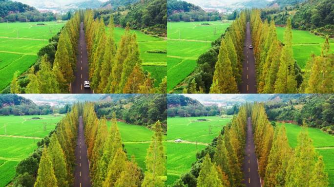 浙江临海市小芝，田园风光，有稻田和村庄