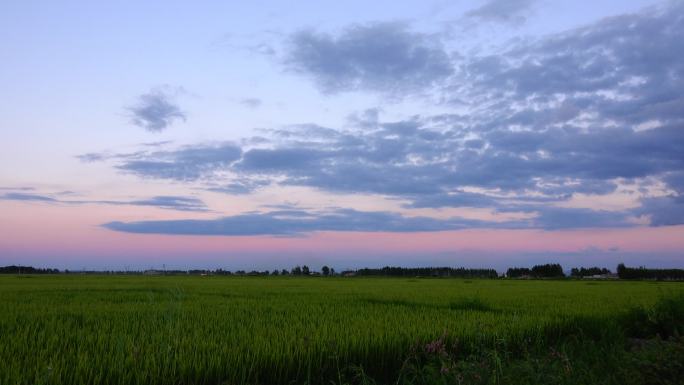 20-水稻成熟前夏秋两季全景一组