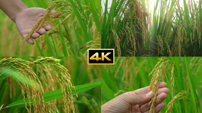 水稻稻谷大米农业
