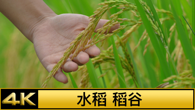 水稻稻谷大米农业