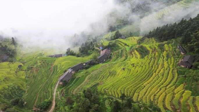 中秋片头乡村振兴立秋紫鹊界梯田秋景航拍