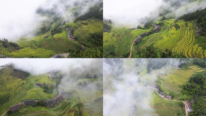 中秋片头乡村振兴立秋紫鹊界梯田秋景航拍