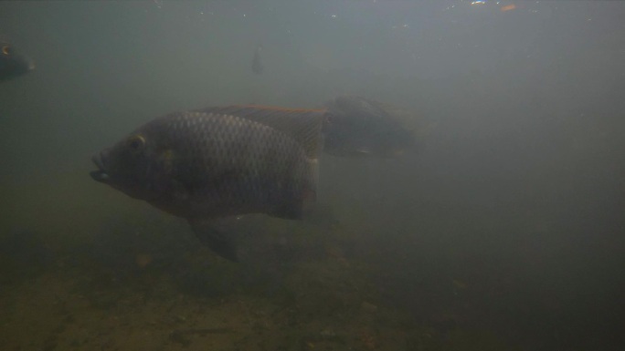 水下视频画面拍摄鱼类