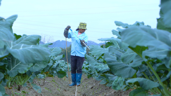 （合集）蔬菜基地 浇水蔬菜 蔬菜丰收