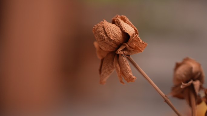 花束 插花 干花 干玫瑰花 爱情枯萎