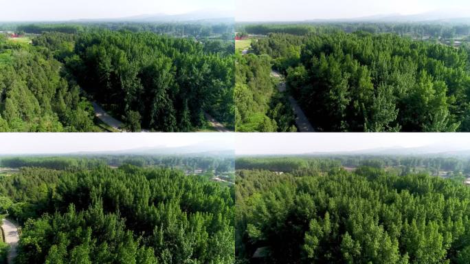 河滩 湿地 植被 沼泽地航拍 4K 3