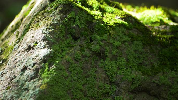 森林微观生态 苔藓 岩石上的青苔