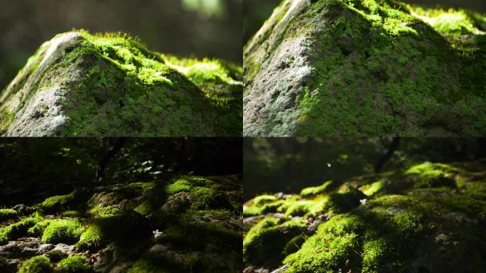 森林微观生态 苔藓 岩石上的青苔