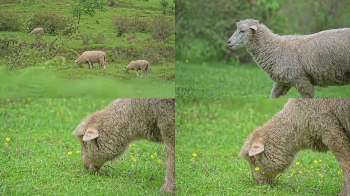 绵羊吃草