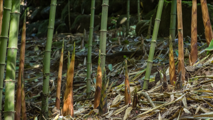 原生态竹林竹笋生长延时视频素材