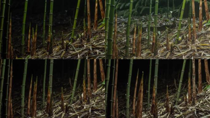 竹笋生长延时摄影竹林竹笋雨后春笋