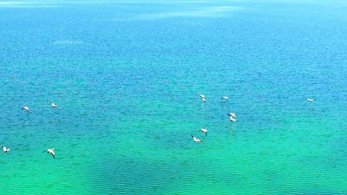 航拍青海赤麻鸭飞翔水鸟涉禽托素湖