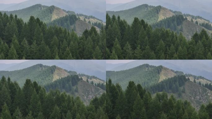 绿色雨林森林山林植物林地