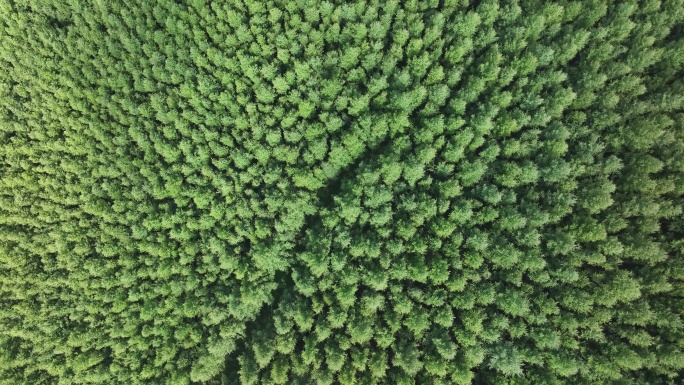 绿色雨林森林山林植物林地