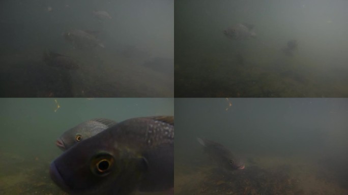 水下拍摄鱼类