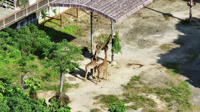 深圳动物园长颈鹿