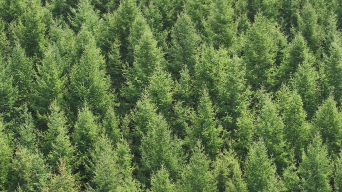 绿色雨林森林山林植物林地