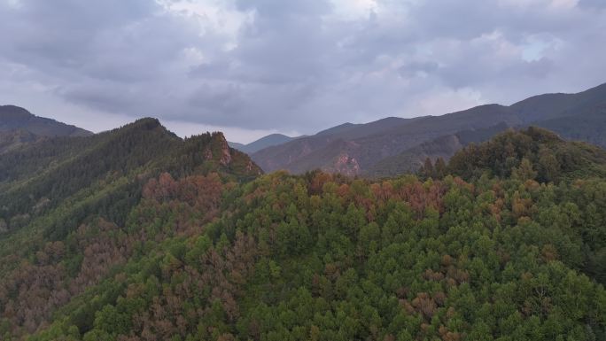 森林秋色秋景大森林美丽秋景