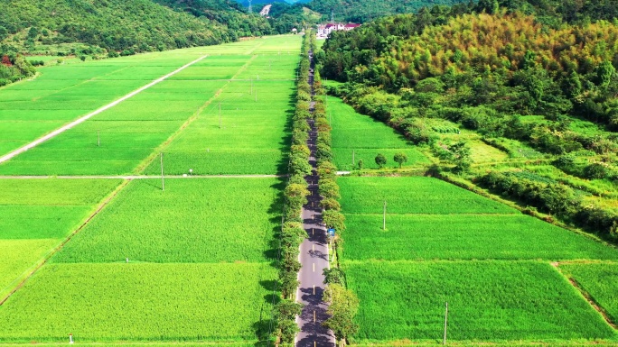 浙江临海市小芝，田园风光，有稻田和村庄