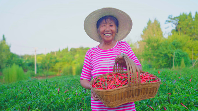 【原创】红辣椒种植地农民采摘辣椒辣椒丰收