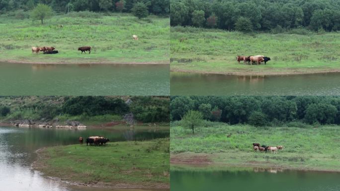 山脚下湖边的牛群自然风光航拍（四棵水库）