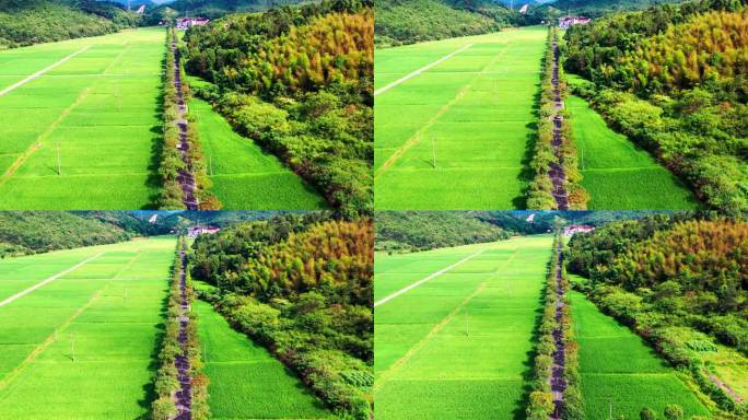 浙江临海市小芝，田园风光，有稻田和村庄