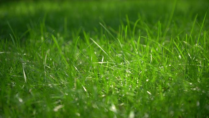一片绿色的草坪