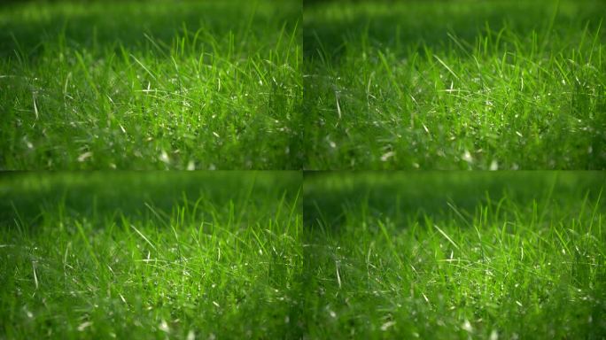 一片绿色的草坪